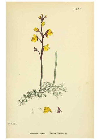 Reproducción/Reproduction 48718073331: English botany, or, Coloured figures of British plants /. London :R. Hardwicke,1863-1886.. 