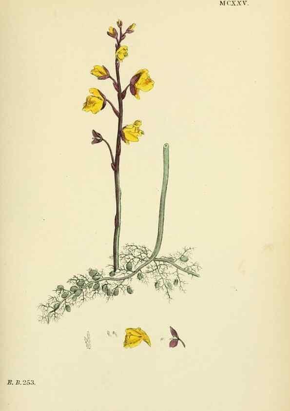 Reproducción/Reproduction 48718073331: English botany, or, Coloured figures of British plants /. London :R. Hardwicke,1863-1886.. 