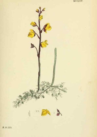 Reproducción/Reproduction 48718073331: English botany, or, Coloured figures of British plants /. London :R. Hardwicke,1863-1886.. 