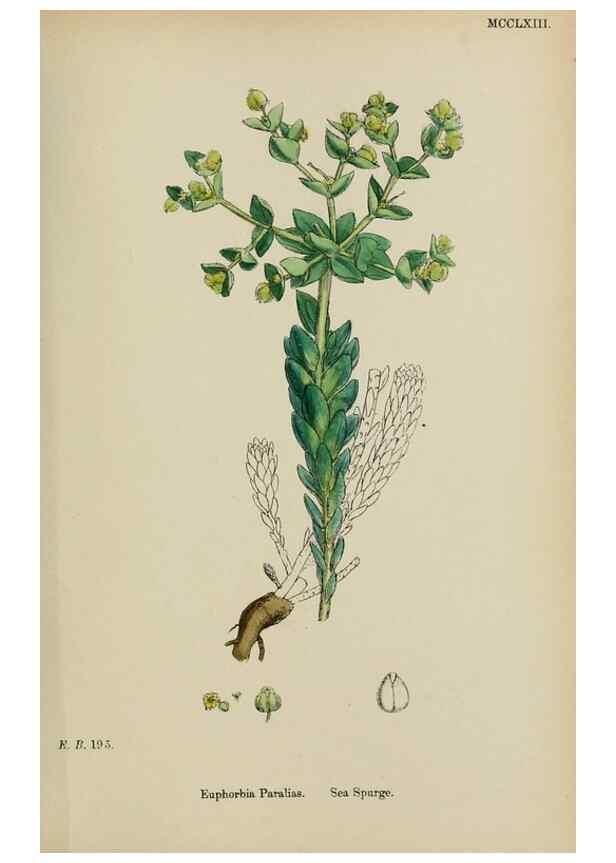 Reproducción/Reproduction 48753929601: English botany, or, Coloured figures of British plants /. London :R. Hardwicke,1863-1886.. 