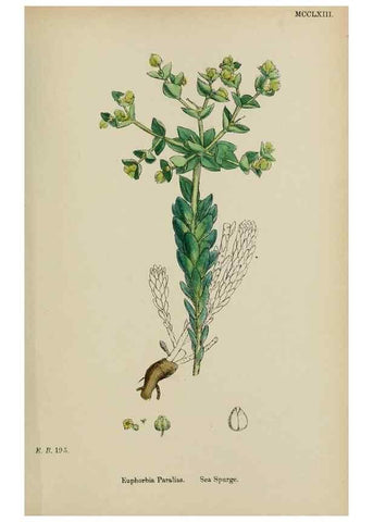 Reproducción/Reproduction 48753929601: English botany, or, Coloured figures of British plants /. London :R. Hardwicke,1863-1886.. 