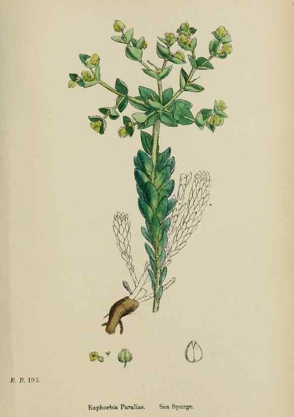 Reproducción/Reproduction 48753929601: English botany, or, Coloured figures of British plants /. London :R. Hardwicke,1863-1886.. 