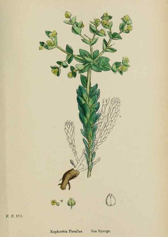 Reproducción/Reproduction 48753929601: English botany, or, Coloured figures of British plants /. London :R. Hardwicke,1863-1886.. 