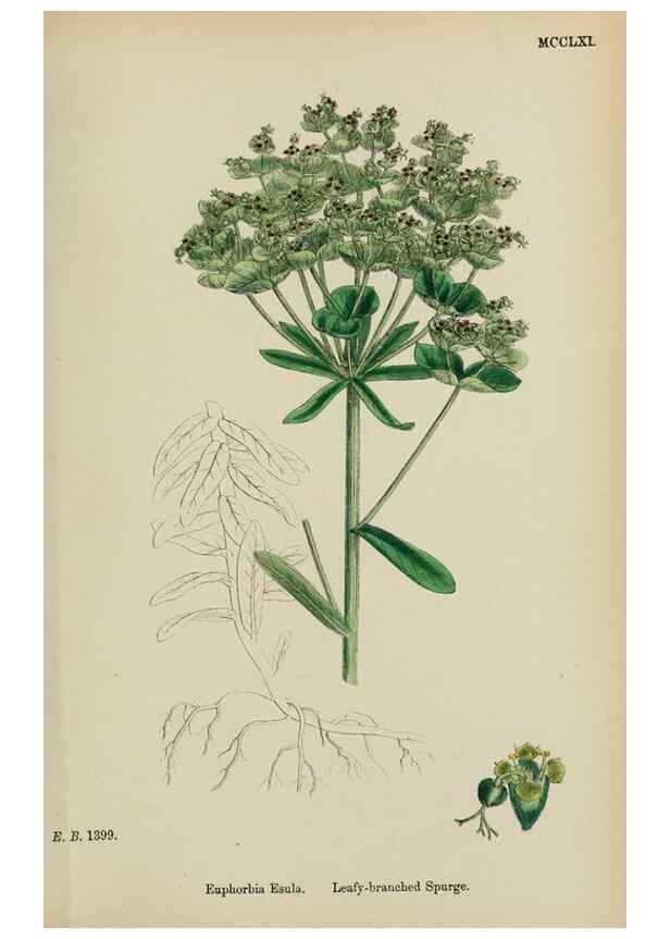 Reproducción/Reproduction 48753604878: English botany, or, Coloured figures of British plants /. London :R. Hardwicke,1863-1886.. 