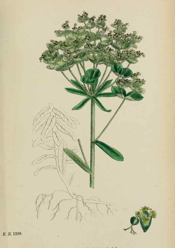 Reproducción/Reproduction 48753604878: English botany, or, Coloured figures of British plants /. London :R. Hardwicke,1863-1886.. 