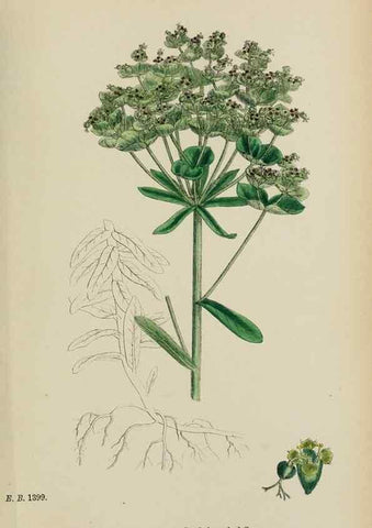 Reproducción/Reproduction 48753604878: English botany, or, Coloured figures of British plants /. London :R. Hardwicke,1863-1886.. 