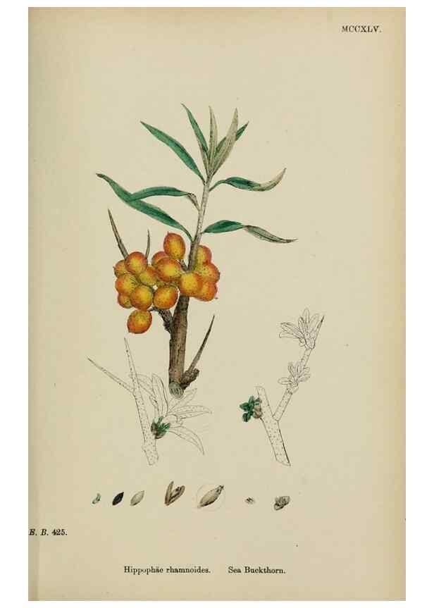 Reproducción/Reproduction 48754115322: English botany, or, Coloured figures of British plants /. London :R. Hardwicke,1863-1886.. 