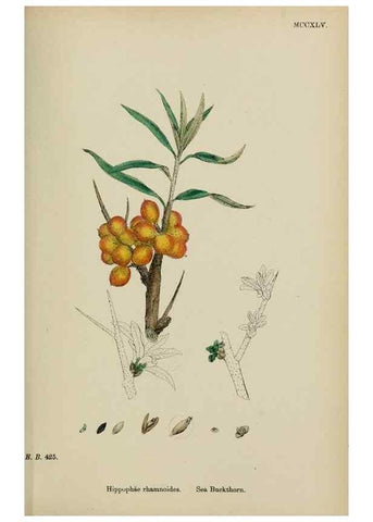 Reproducción/Reproduction 48754115322: English botany, or, Coloured figures of British plants /. London :R. Hardwicke,1863-1886.. 