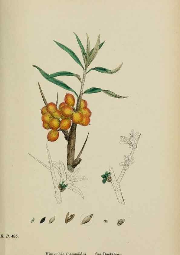 Reproducción/Reproduction 48754115322: English botany, or, Coloured figures of British plants /. London :R. Hardwicke,1863-1886.. 