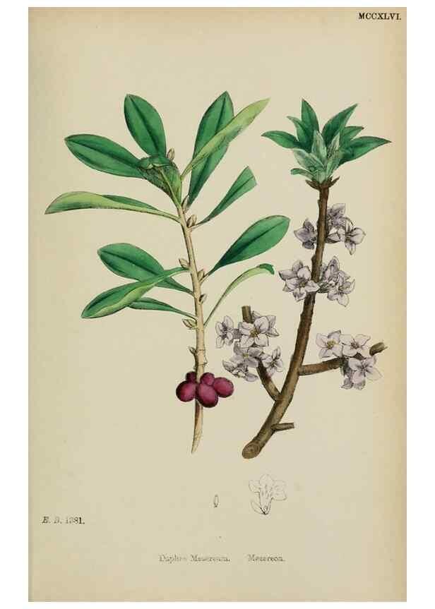 Reproducción/Reproduction 48753925126: English botany, or, Coloured figures of British plants /. London :R. Hardwicke,1863-1886.. 