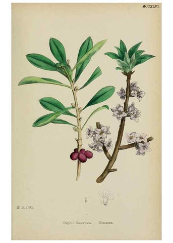 Reproducción/Reproduction 48753925126: English botany, or, Coloured figures of British plants /. London :R. Hardwicke,1863-1886.. 