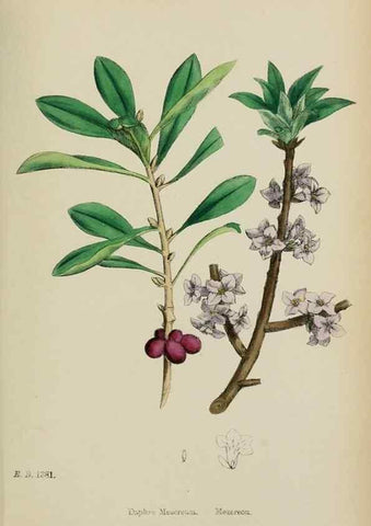 Reproducción/Reproduction 48753925126: English botany, or, Coloured figures of British plants /. London :R. Hardwicke,1863-1886.. 