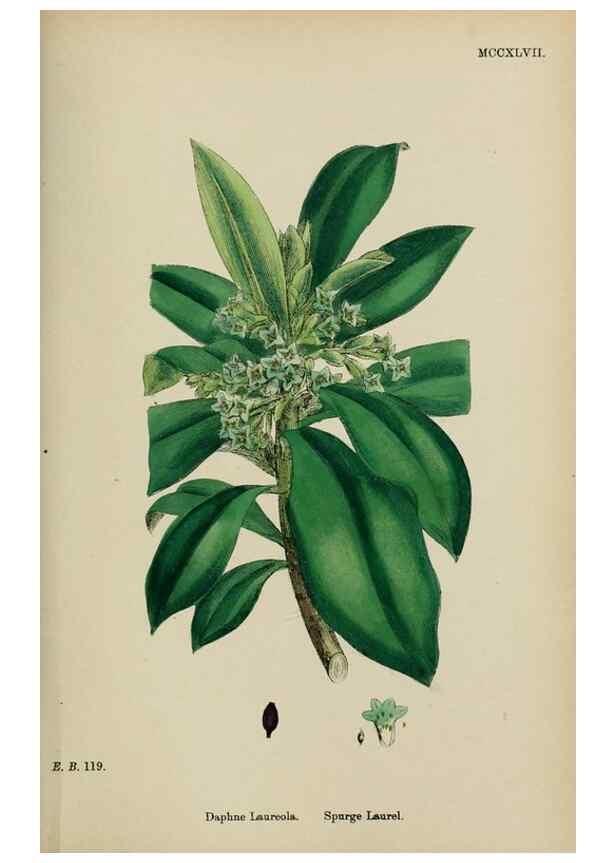 Reproducción/Reproduction 48754115812: English botany, or, Coloured figures of British plants /. London :R. Hardwicke,1863-1886.. 