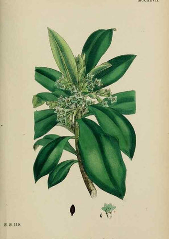 Reproducción/Reproduction 48754115812: English botany, or, Coloured figures of British plants /. London :R. Hardwicke,1863-1886.. 