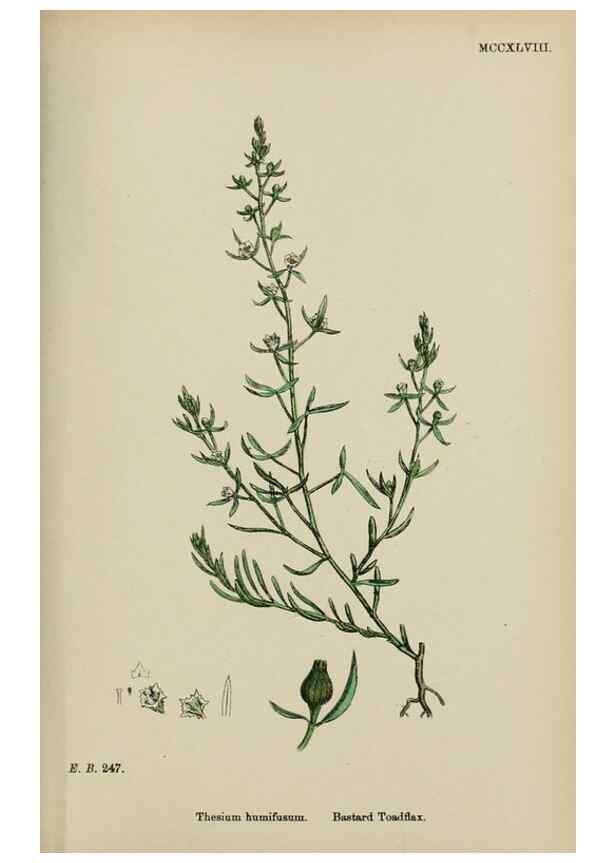Reproducción/Reproduction 48753925716: English botany, or, Coloured figures of British plants /. London :R. Hardwicke,1863-1886.. 