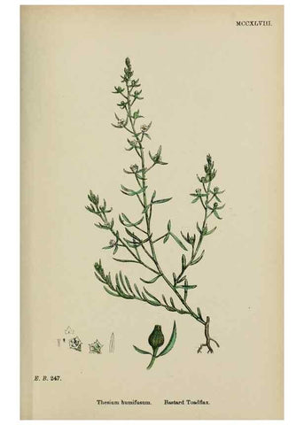 Reproducción/Reproduction 48753925716: English botany, or, Coloured figures of British plants /. London :R. Hardwicke,1863-1886.. 