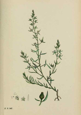 Reproducción/Reproduction 48753925716: English botany, or, Coloured figures of British plants /. London :R. Hardwicke,1863-1886.. 