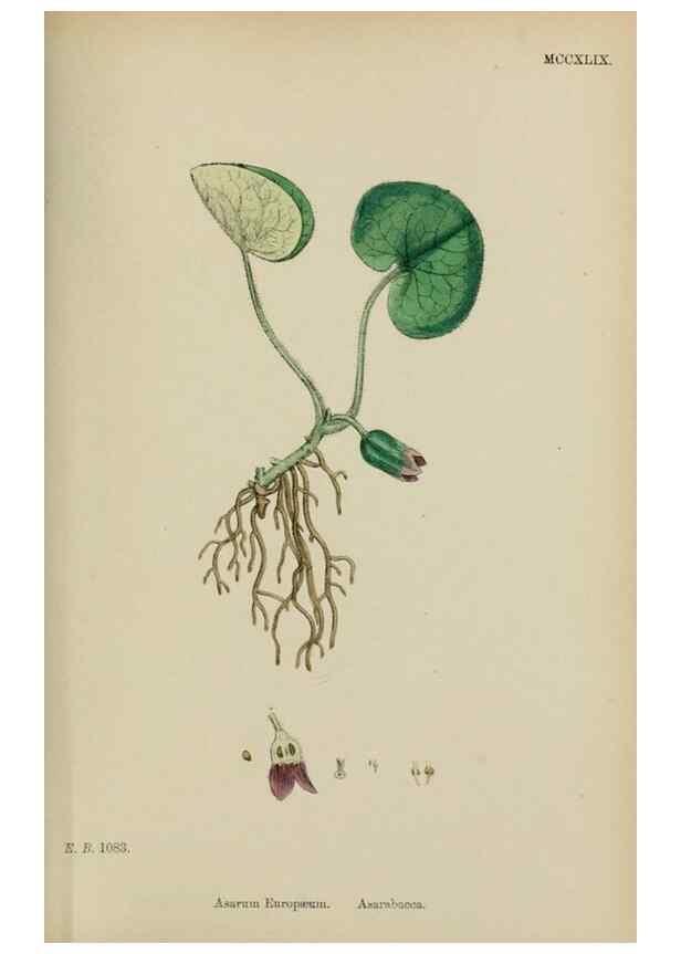 Reproducción/Reproduction 48753601918: English botany, or, Coloured figures of British plants /. London :R. Hardwicke,1863-1886.. 