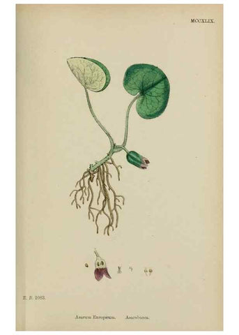 Reproducción/Reproduction 48753601918: English botany, or, Coloured figures of British plants /. London :R. Hardwicke,1863-1886.. 