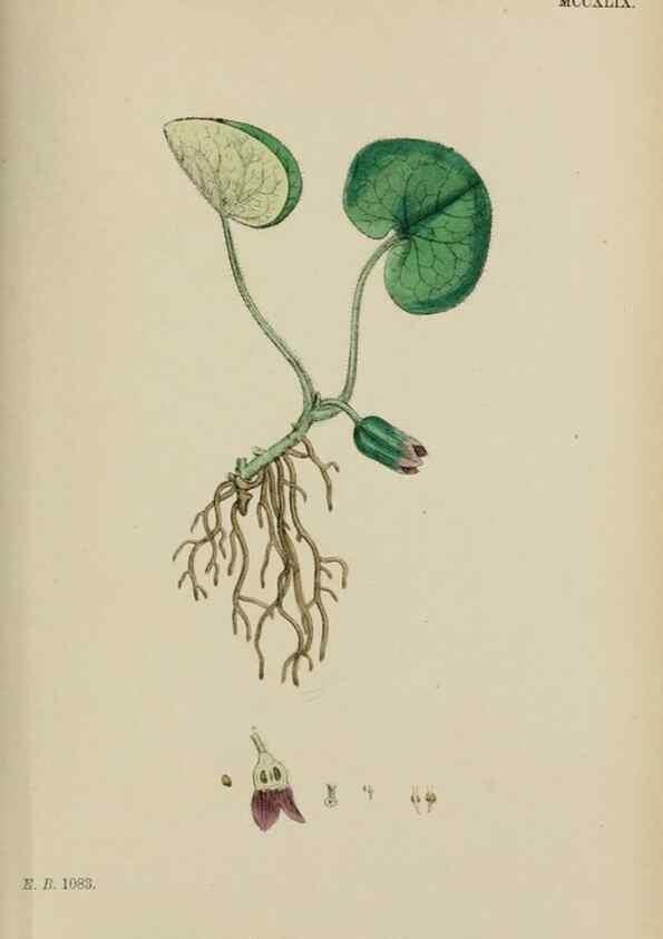 Reproducción/Reproduction 48753601918: English botany, or, Coloured figures of British plants /. London :R. Hardwicke,1863-1886.. 