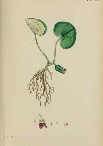 Reproducción/Reproduction 48753601918: English botany, or, Coloured figures of British plants /. London :R. Hardwicke,1863-1886.. 