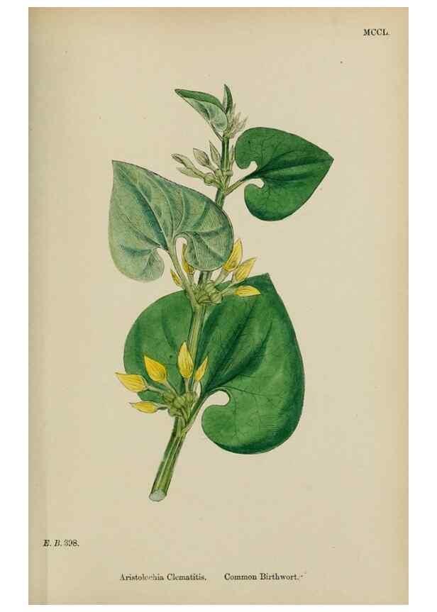 Reproducción/Reproduction 48754116602: English botany, or, Coloured figures of British plants /. London :R. Hardwicke,1863-1886.. 
