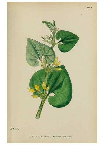 Reproducción/Reproduction 48754116602: English botany, or, Coloured figures of British plants /. London :R. Hardwicke,1863-1886.. 