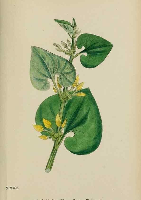 Reproducción/Reproduction 48754116602: English botany, or, Coloured figures of British plants /. London :R. Hardwicke,1863-1886.. 