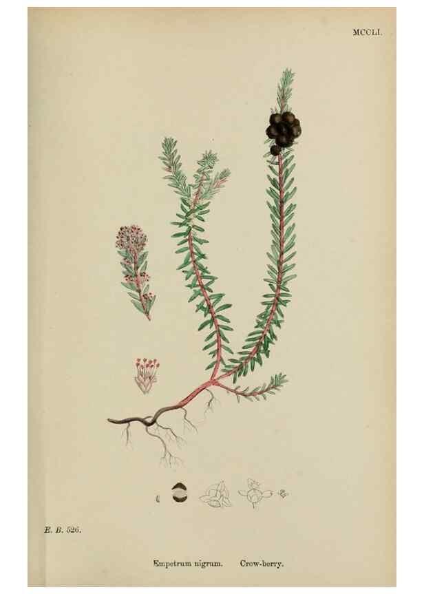 Reproducción/Reproduction 48753926481: English botany, or, Coloured figures of British plants /. London :R. Hardwicke,1863-1886.. 