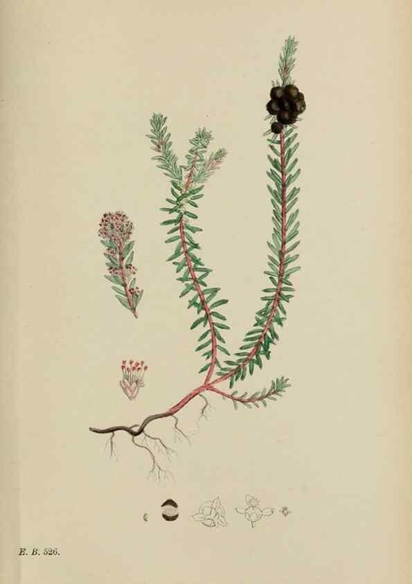 Reproducción/Reproduction 48753926481: English botany, or, Coloured figures of British plants /. London :R. Hardwicke,1863-1886.. 