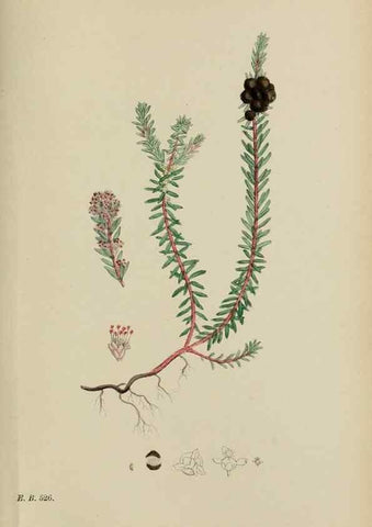 Reproducción/Reproduction 48753926481: English botany, or, Coloured figures of British plants /. London :R. Hardwicke,1863-1886.. 