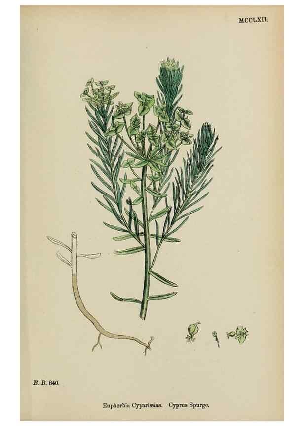 Reproducción/Reproduction 48753929331: English botany, or, Coloured figures of British plants /. London :R. Hardwicke,1863-1886.. 