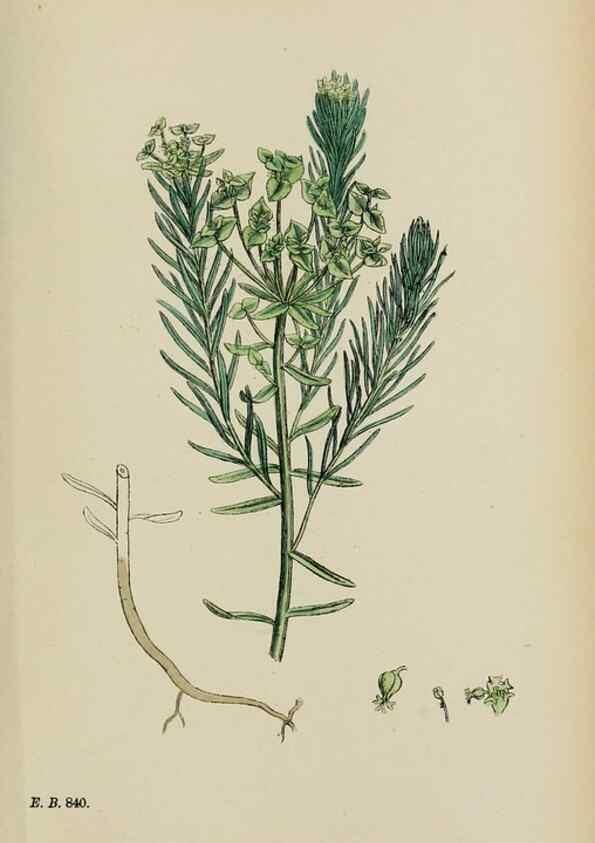 Reproducción/Reproduction 48753929331: English botany, or, Coloured figures of British plants /. London :R. Hardwicke,1863-1886.. 
