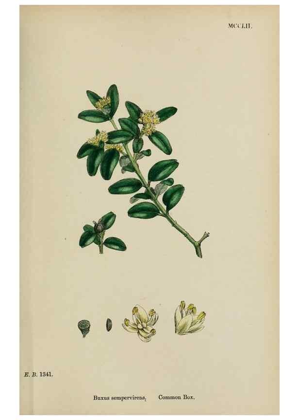 Reproducción/Reproduction 48753926816: English botany, or, Coloured figures of British plants /. London :R. Hardwicke,1863-1886.. 