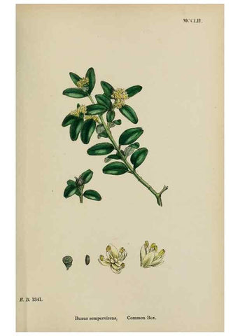 Reproducción/Reproduction 48753926816: English botany, or, Coloured figures of British plants /. London :R. Hardwicke,1863-1886.. 