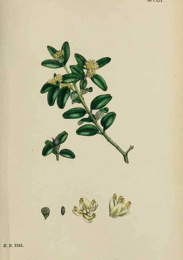 Reproducción/Reproduction 48753926816: English botany, or, Coloured figures of British plants /. London :R. Hardwicke,1863-1886.. 
