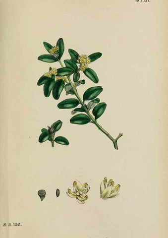 Reproducción/Reproduction 48753926816: English botany, or, Coloured figures of British plants /. London :R. Hardwicke,1863-1886.. 
