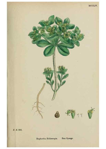 Reproducción/Reproduction 48754117737: English botany, or, Coloured figures of British plants /. London :R. Hardwicke,1863-1886.. 