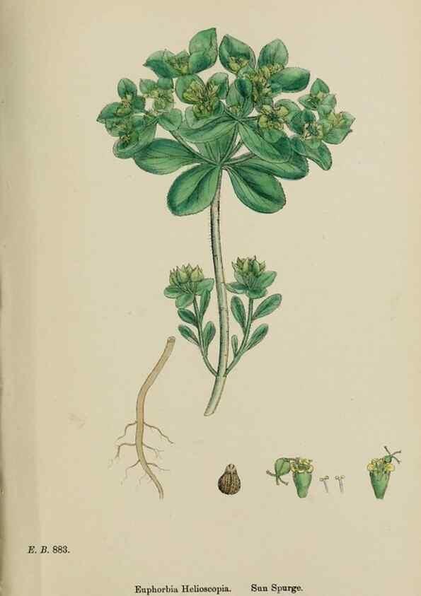 Reproducción/Reproduction 48754117737: English botany, or, Coloured figures of British plants /. London :R. Hardwicke,1863-1886.. 