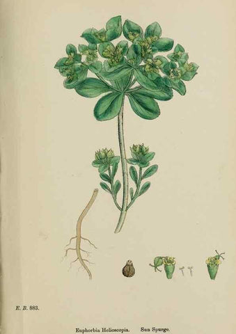 Reproducción/Reproduction 48754117737: English botany, or, Coloured figures of British plants /. London :R. Hardwicke,1863-1886.. 