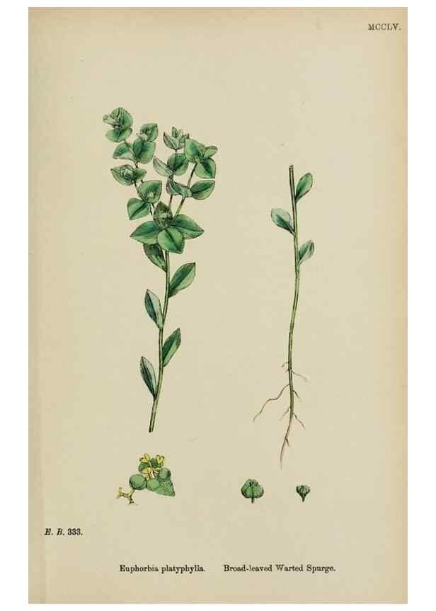 Reproducción/Reproduction 48753603513: English botany, or, Coloured figures of British plants /. London :R. Hardwicke,1863-1886.. 
