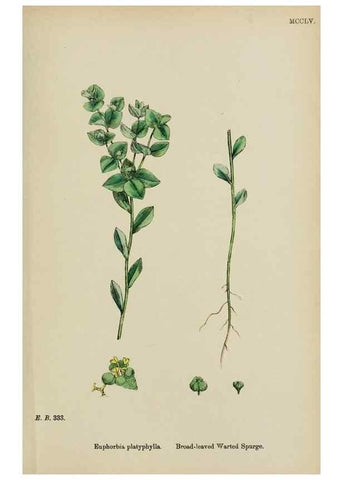 Reproducción/Reproduction 48753603513: English botany, or, Coloured figures of British plants /. London :R. Hardwicke,1863-1886.. 