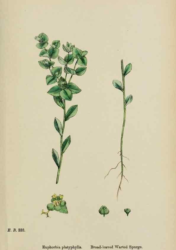 Reproducción/Reproduction 48753603513: English botany, or, Coloured figures of British plants /. London :R. Hardwicke,1863-1886.. 