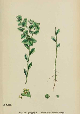Reproducción/Reproduction 48753603513: English botany, or, Coloured figures of British plants /. London :R. Hardwicke,1863-1886.. 