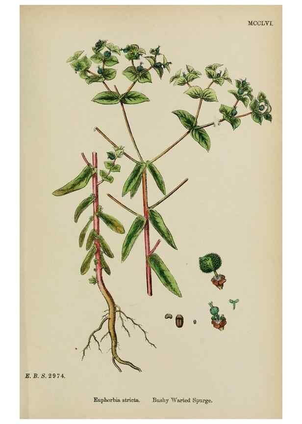 Reproducción/Reproduction 48753927876: English botany, or, Coloured figures of British plants /. London :R. Hardwicke,1863-1886.. 