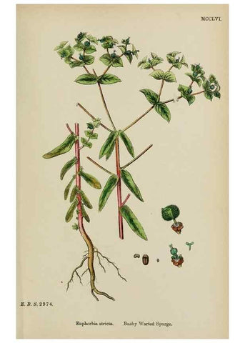 Reproducción/Reproduction 48753927876: English botany, or, Coloured figures of British plants /. London :R. Hardwicke,1863-1886.. 