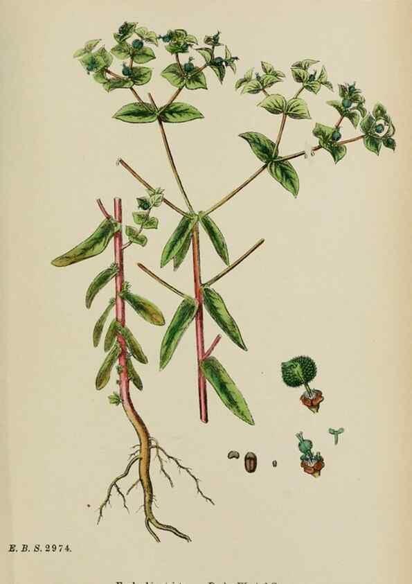 Reproducción/Reproduction 48753927876: English botany, or, Coloured figures of British plants /. London :R. Hardwicke,1863-1886.. 