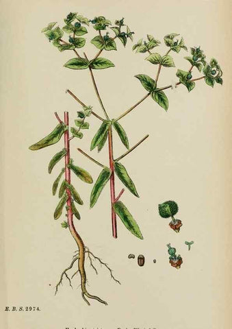 Reproducción/Reproduction 48753927876: English botany, or, Coloured figures of British plants /. London :R. Hardwicke,1863-1886.. 