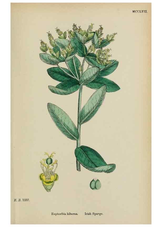Reproducción/Reproduction 48753928141: English botany, or, Coloured figures of British plants /. London :R. Hardwicke,1863-1886.. 