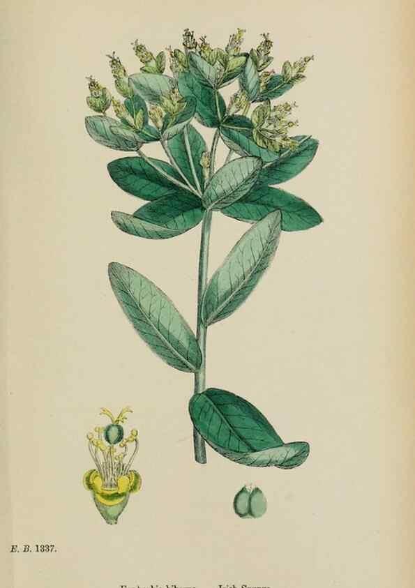 Reproducción/Reproduction 48753928141: English botany, or, Coloured figures of British plants /. London :R. Hardwicke,1863-1886.. 